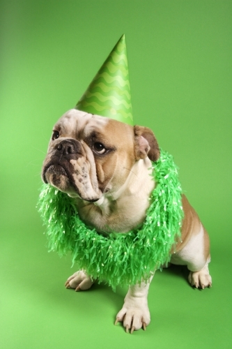Bouledogue.jpg