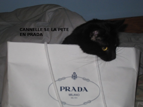 Cannelle &.JPG