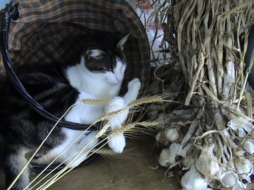 Le chat de l'Auvergnate.jpg