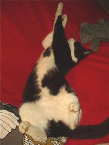 Zorro.jpg